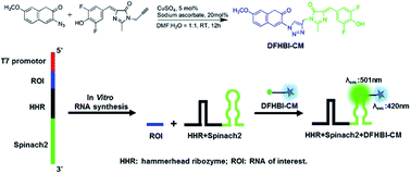 Graphical abstract: Ratiometric RNA aptamer/fluorophore complex for RNA synthesis detection